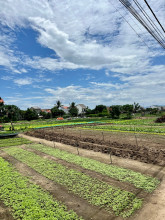 Vegetable Village